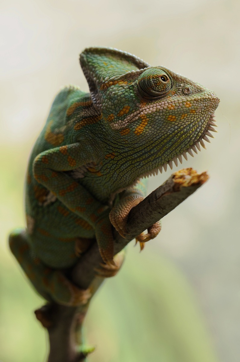 Obraz chameleona