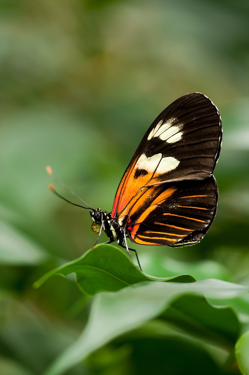 Obraz motýla