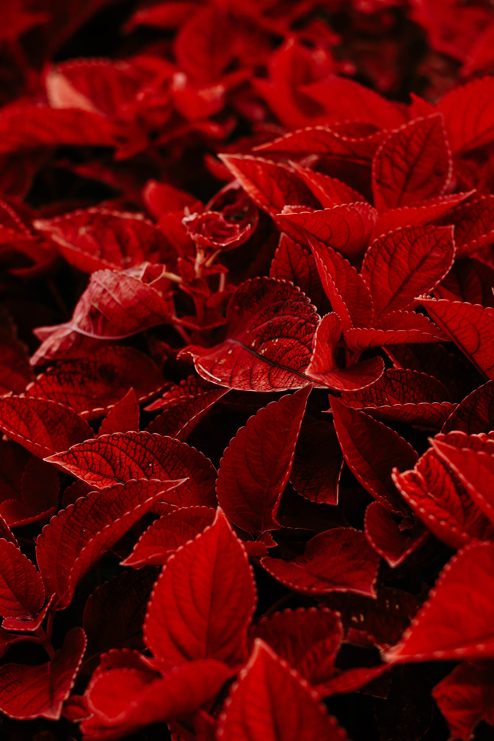 Obraz červených listů