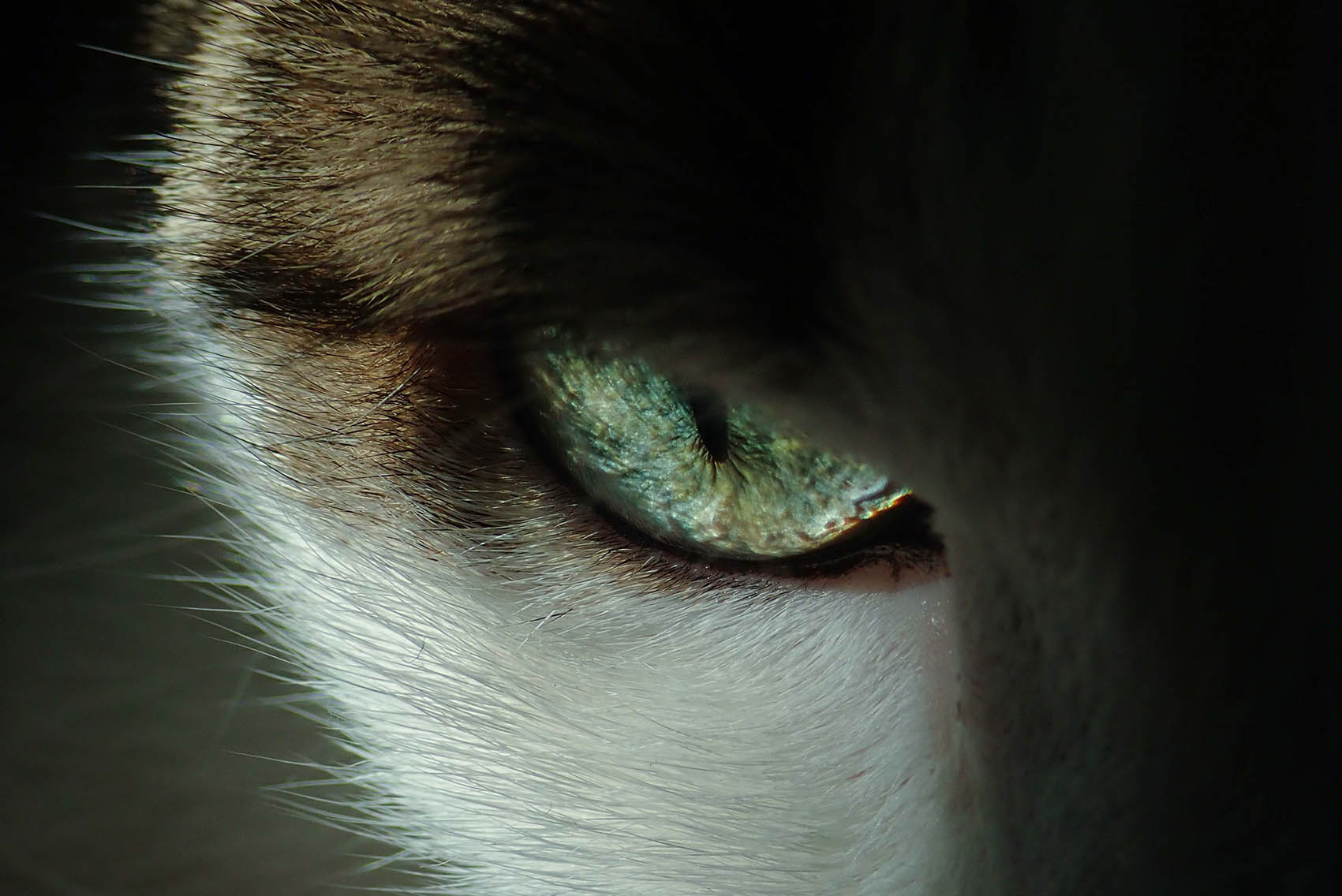 Obraz oka kočky