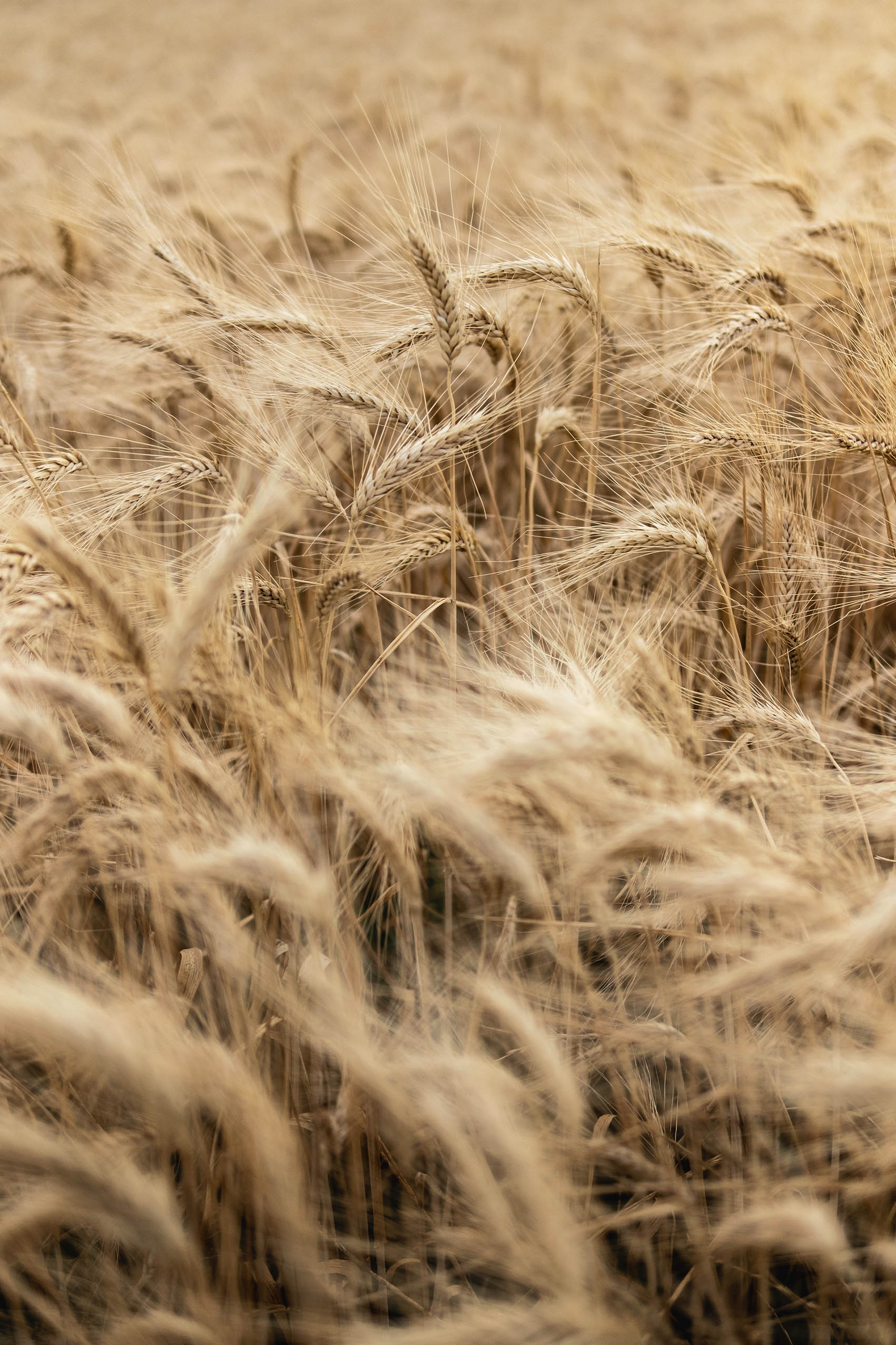 Obraz pšenice