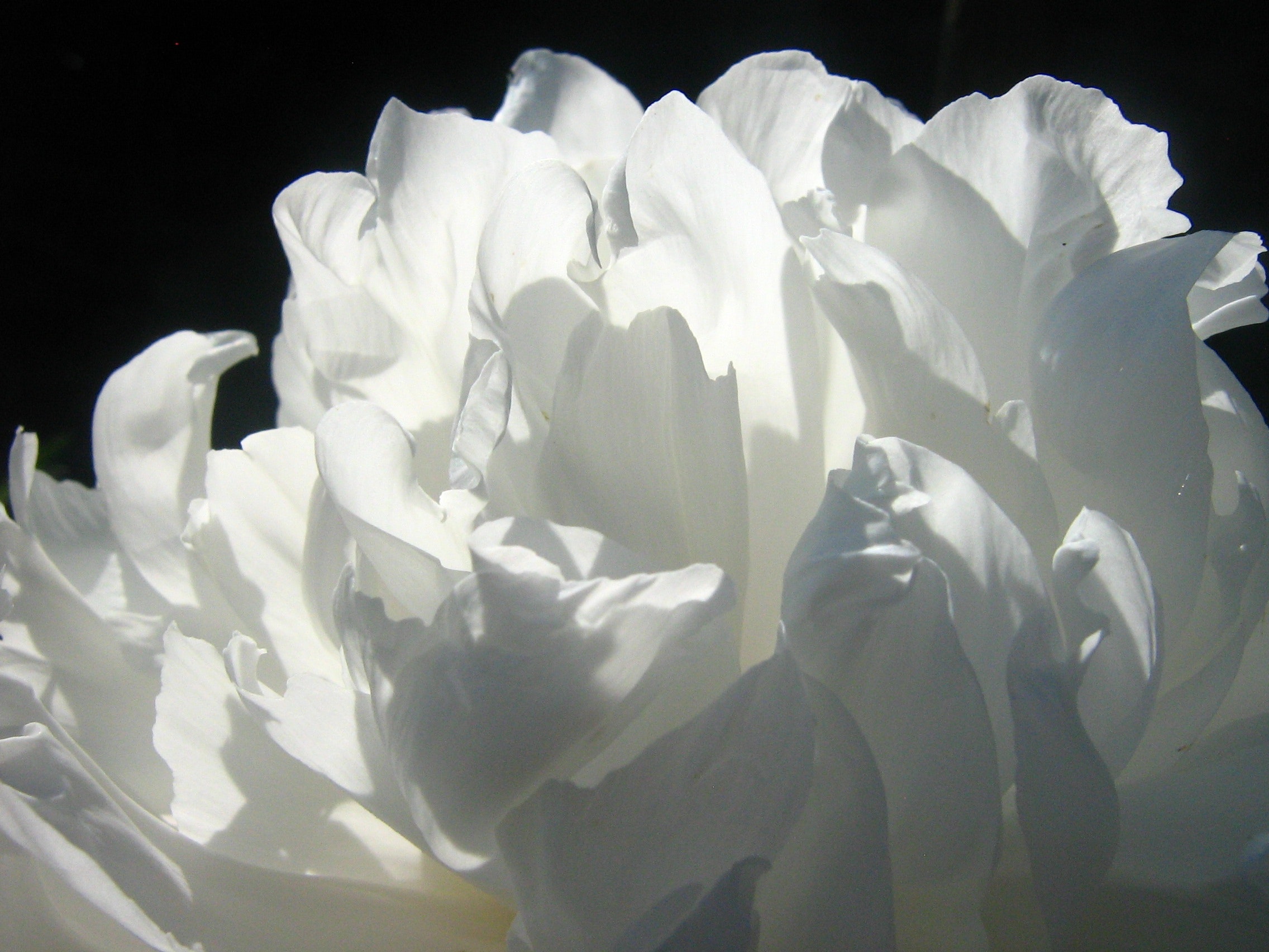 Obraz bílé květiny