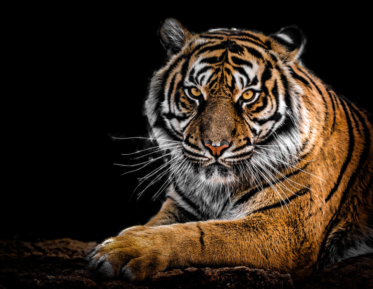 Obraz tigra